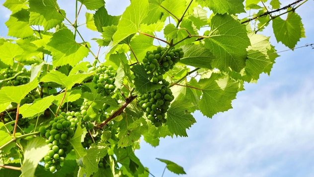 Ростовская область: гид по винодельням края