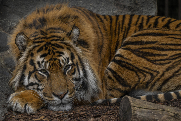 Суматранский тигр грустит в зоопарке Берлина