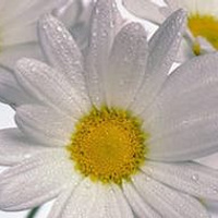 Аватарка pochtova