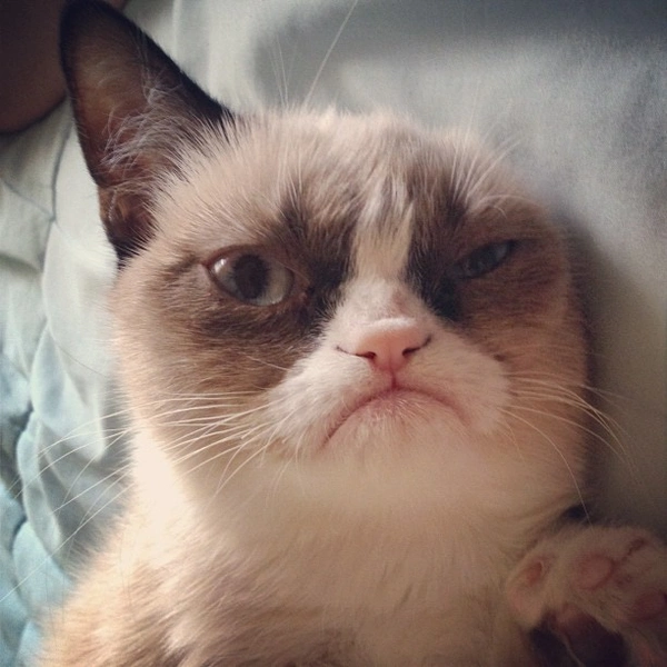 5 самых сердитых моментов Grumpy Сat | thegirl.ru