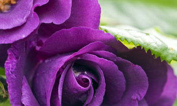 Какие бывают сорта фиолетовых роз