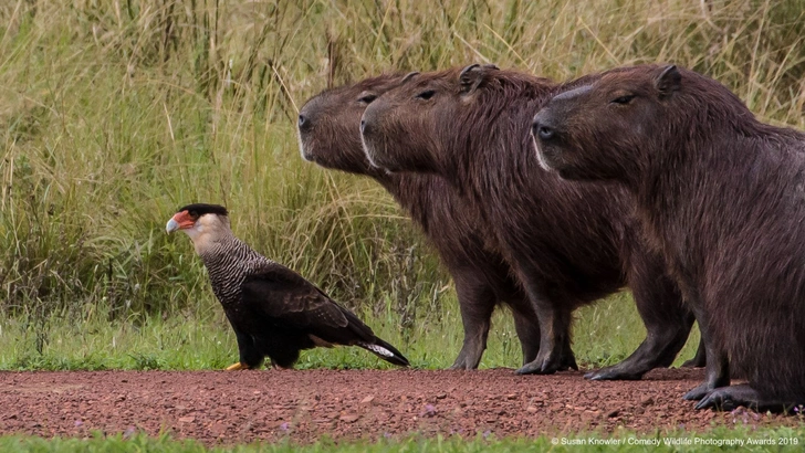 Самые смешные фото животных в дикой природе за всю историю конкурсов Nikon Comedy Wildlife Awards и Wildlife Photographer of the Year | Источник: Comedy Wildlife Photography Awards