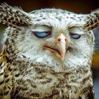 Аватарка OWL
