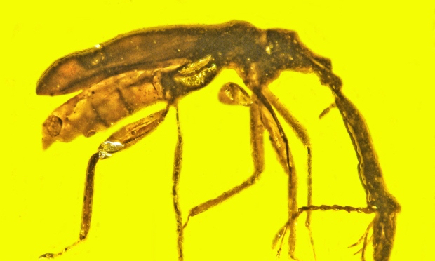 Ученые описали жука, попавшего в смолу почти 100 миллионов лет назад