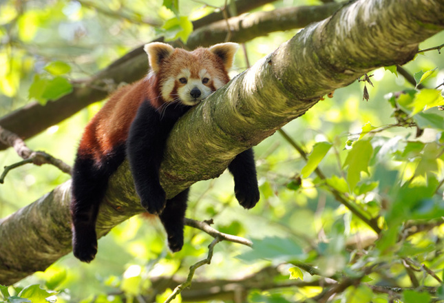 Самые милые животные фото