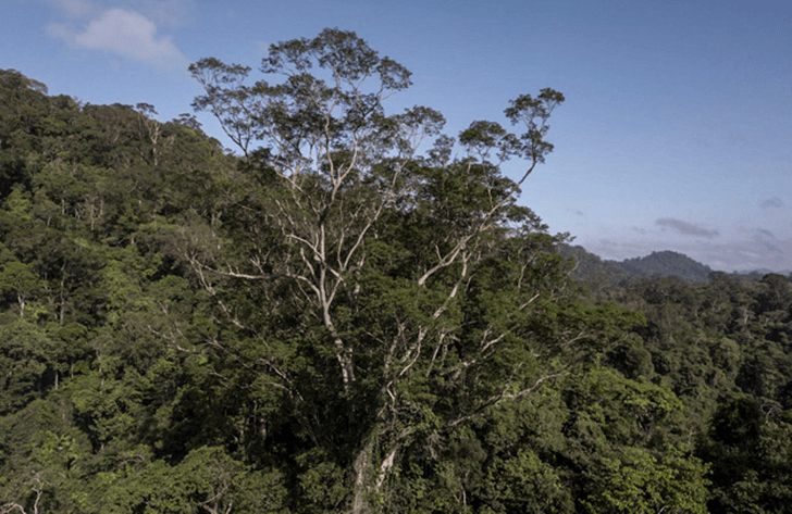 Ветвистые гиганты: 10 самых высоких деревьев в мире