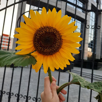 Аватарка Noya