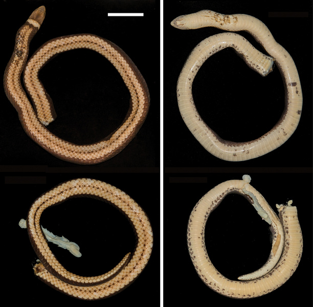 Всего три особи: в Парагвае открыли новый вид змей и сразу объявили его исчезающим