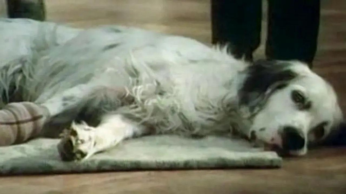 Тест: угадайте советский фильм по кадру с животным