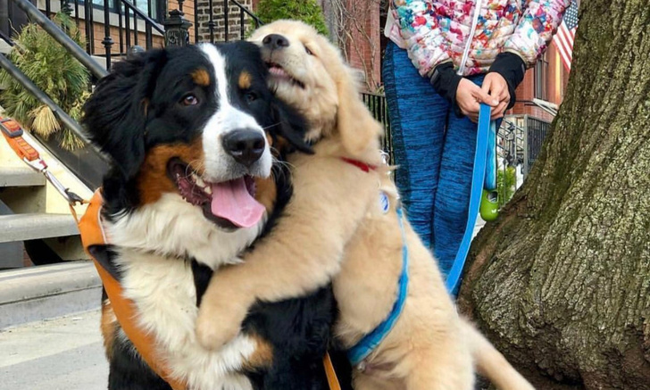 30 фото невероятно эмоциональных собак