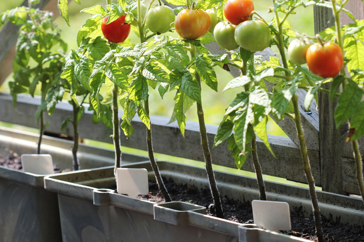 Балконные помидоры и еще 8 растений, которые принесут плоды в обычной городской квартире