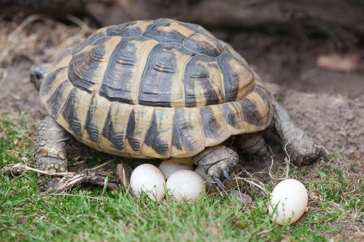 Современная представительница вида Testudo hermanni | Источник: Joe Blossom / Alamy