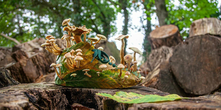 Буйный рост: художник Кристоф Гине «прорастил» грибы сквозь модные кроссовки