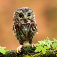 Аватарка Совушка