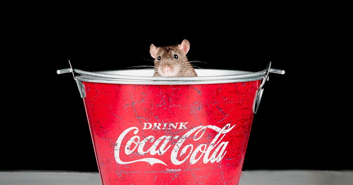 Месяц пила кок. Лабораторная крыса. Coca Cola 2022.