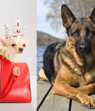 Топ-15 самых популярных в России пород собак
