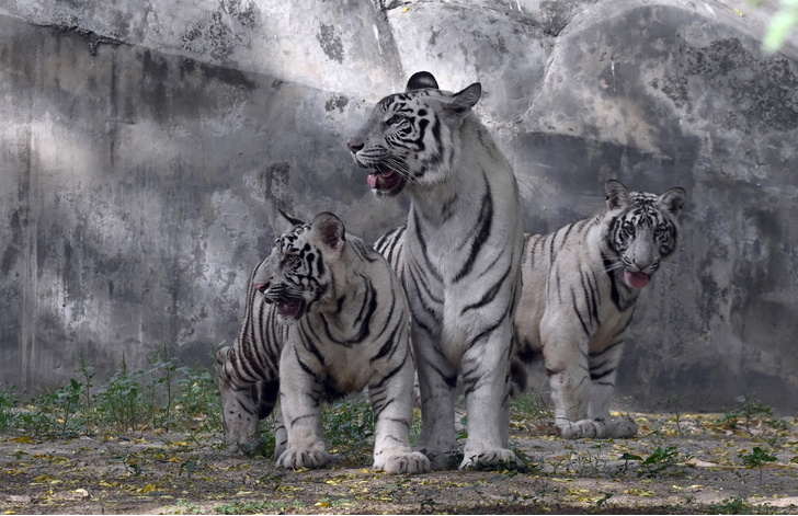 Посетителям индийского зоопарка показали белых тигрят