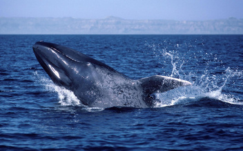 Чудо-юдо: 20 удивительных фактов о самых больших китах на планете