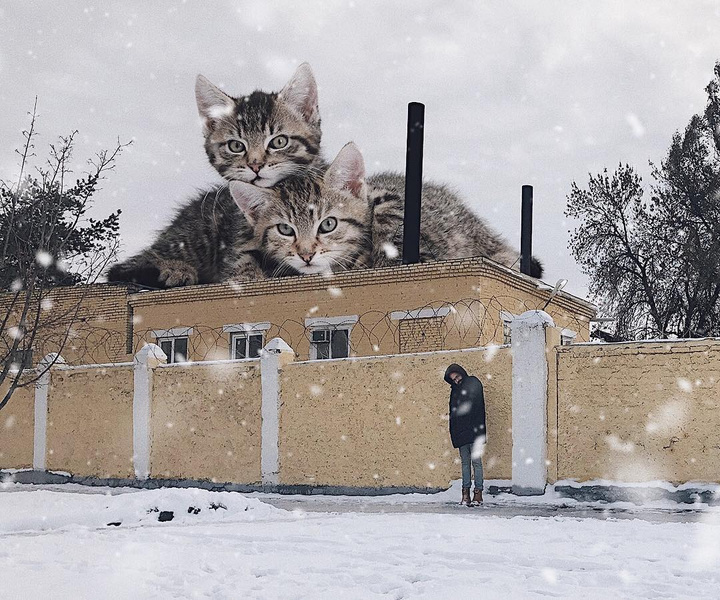 Инстаграм (запрещенная в России экстремистская организация) дня: Рекламщик из России и его гигантские коты