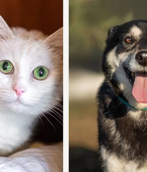 Котопёс недели: кошка Бузина и пёс Бровкин