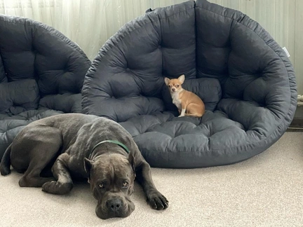 «Пенсионеры могут только мечтать»: царский обед собак с креветками и телятиной взбесил общественность