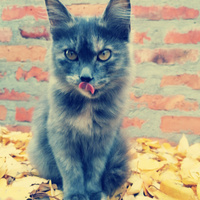 Аватарка Tatoshka