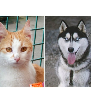 Котопёс недели: кошка Мэгги и хаски Зима
