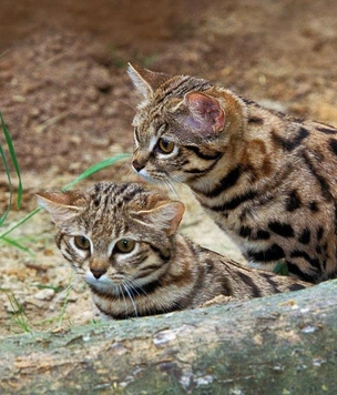 Кошки, которые выглядят милыми, а на самом деле опасные и кровожадные