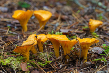 Грибной атлас: где искать съедобные грибы в России и как их хранить