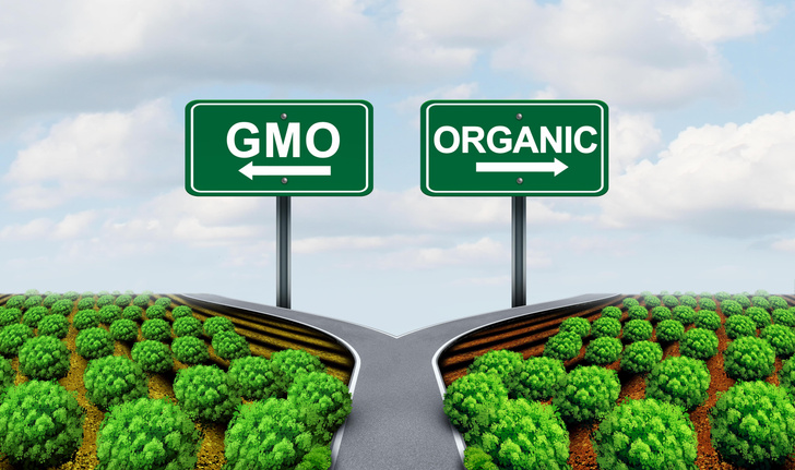 Трансгенная реальность: 7 мифов о ГМО-продуктах