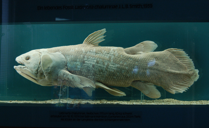 Какая рыба самая древняя?