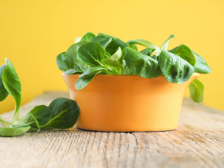 Как выращивать салат на подоконнике зимой
