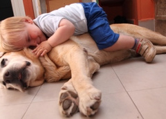 Вредные поцелуи: почему собаке нельзя облизывать ребенка