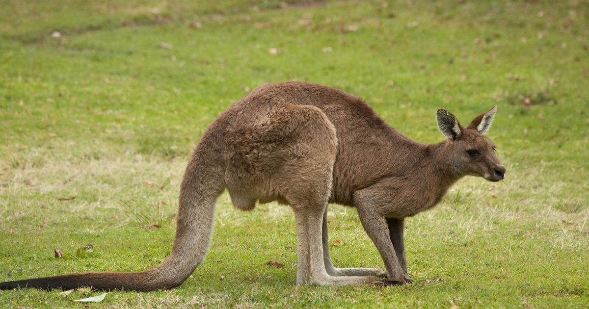 Can a kangaroo run?