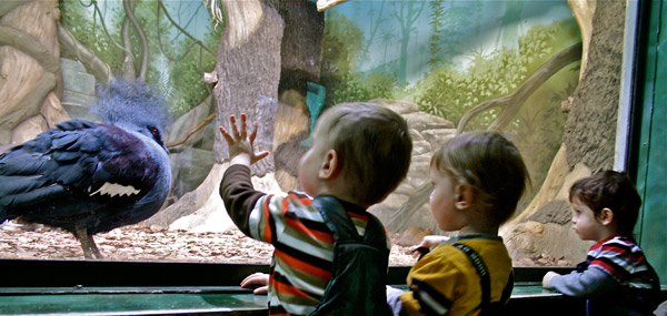 В зоопарке ребятишек не оттащить от вольеров с птицами