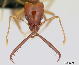 Муравьиный бестиарий: эти насекомые поражают воображение ученых