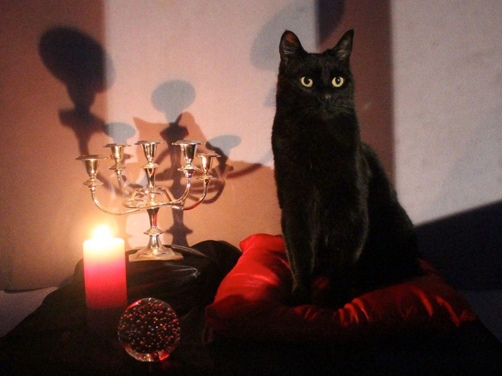 От черного кота до разбитого зеркала: самые популярные приметы (и что они означают на самом деле)