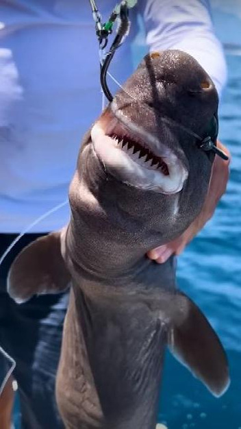Изумрудные глаза: посмотрите на редкую светящуюся акулу, которую поймал турецкий рыбак в Анталье
