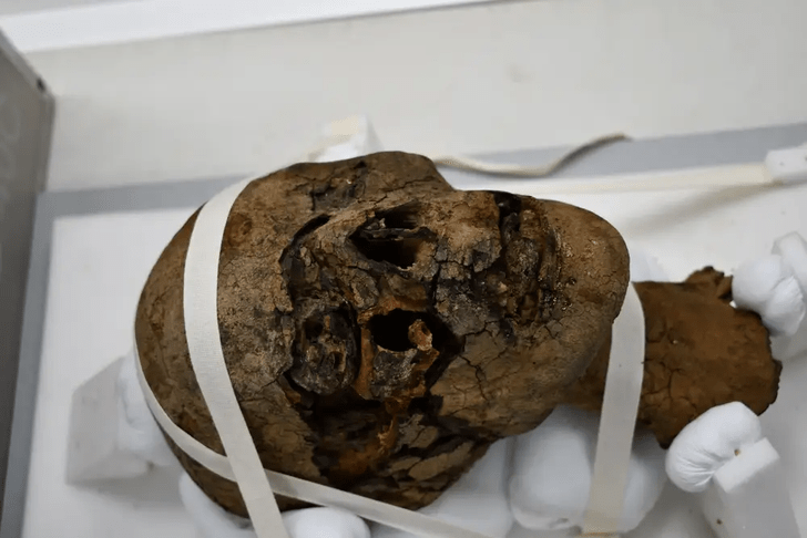 Вполне обычный подарок: в Англии исследовали найденную на чердаке голову мумии
