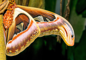 Как на крыльях бабочек создается защитное изображение змеи?