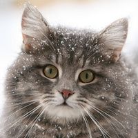 Аватарка Кэти