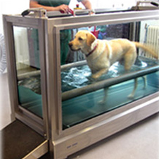 Hydro Physio для собак. Здесь можно создавать не только потоки воды, но и регулировать их температуру