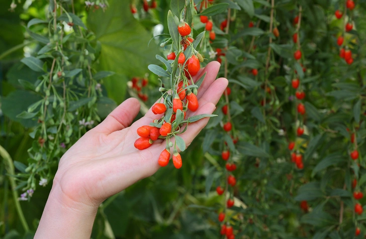 Продукты, которые все считают полезными, и совершенно напрасно