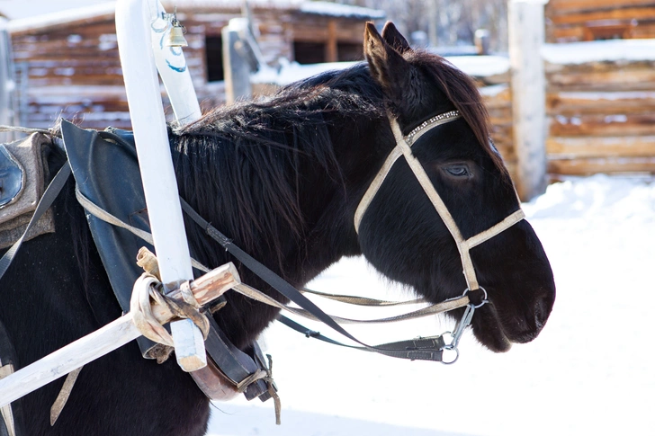 Зачем под дугой колокольчик? | Источник: Iuliia Iunzhakova / Alamy via Legion Media