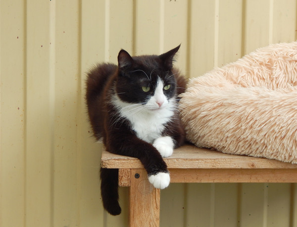 Котопёс недели: кошка Рашель и пёс Чернос