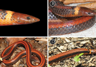 Всего три особи: в Парагвае открыли новый вид змей и сразу объявили его исчезающим