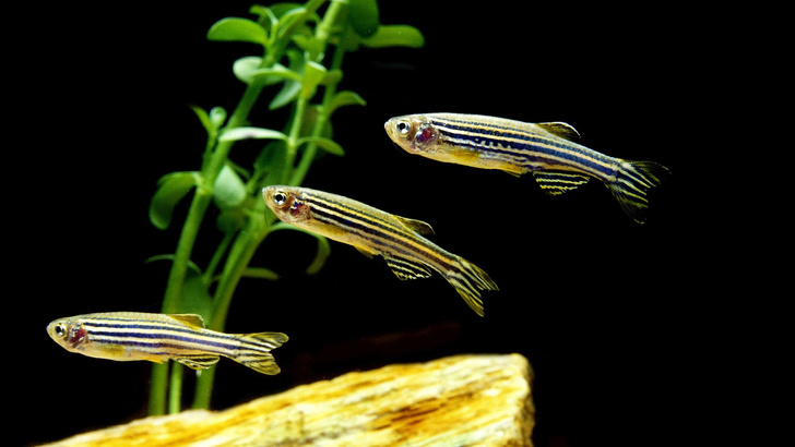 Ихтиологи выяснили, зачем рыбы смотрят на дно, когда плывут
