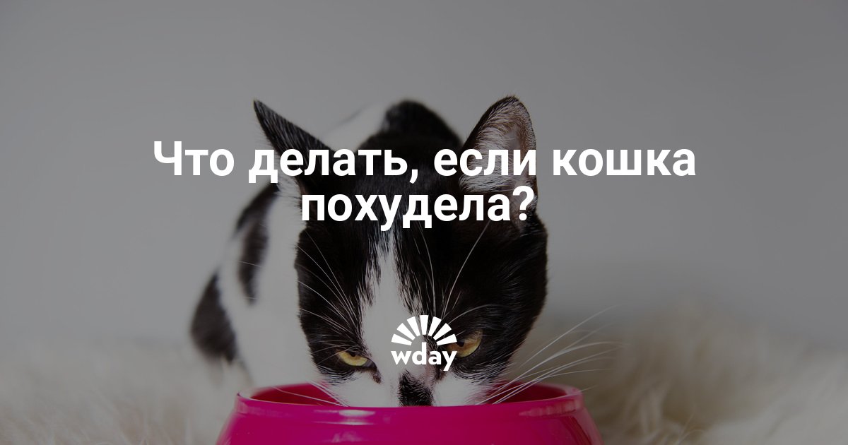 Кошка Быстро Похудела Что Делать. 10 основных причин почему ваша кошка худеет
