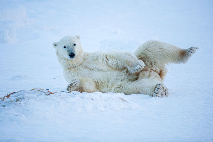 Почему полярные животные не отмораживают лапы на льду?
