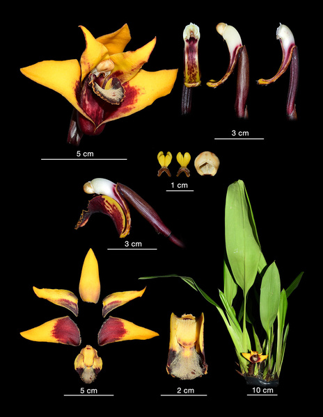 Фотограф случайно открыл новый вид орхидей в тропиках Эквадора